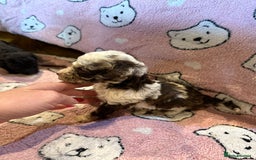 Toy Poodle dogs for sale: Exquisite Toy Poodle pups - Health tested parents - Image 22