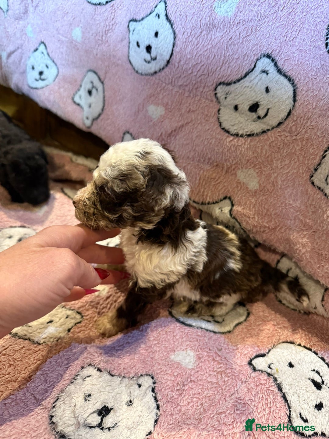 Toy Poodle dogs for sale: Exquisite Toy Poodle pups - Health tested parents - Image 22