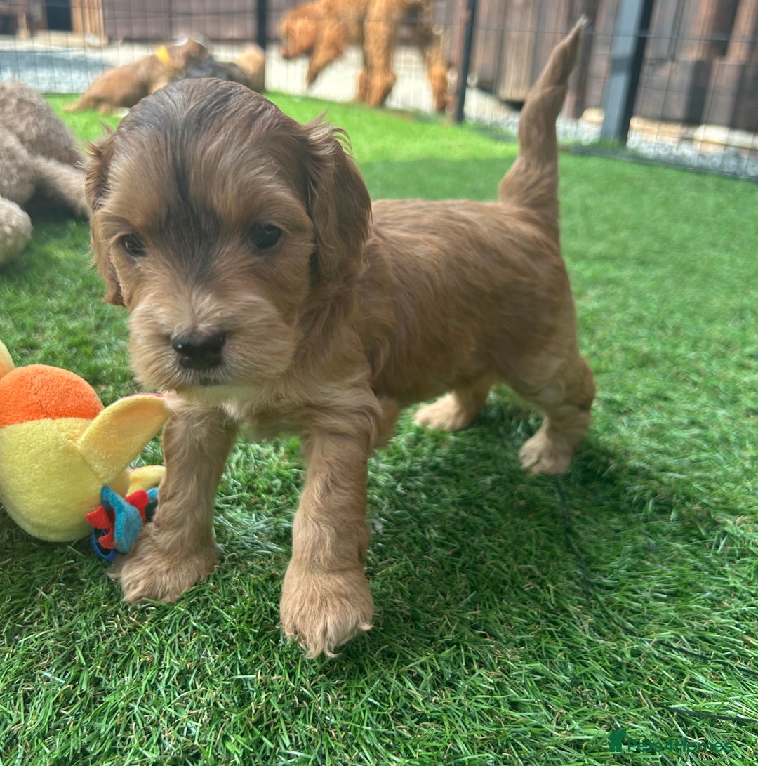 Cockapoo dogs for sale: F1 COCKAPOO PUPPIES 5🌟 LICENSED BREEDER  - Image 12