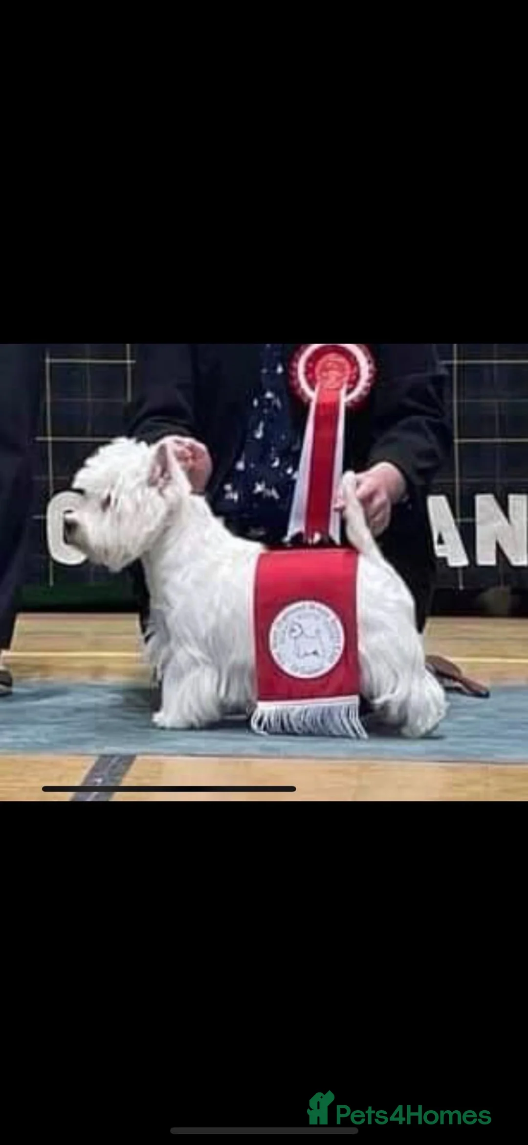 West Highland Terrier dogs for sale: Beautifully bred West Highland Terriers - Advert 14