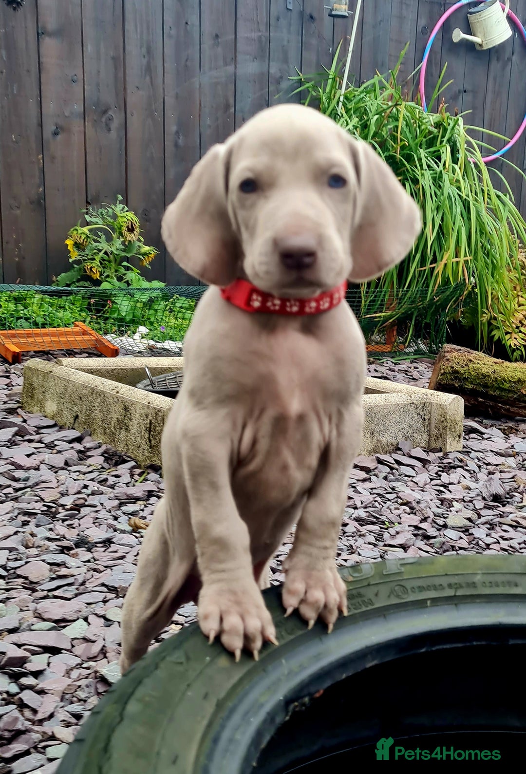 Weimaraner dogs for sale: KC reg Weimaraner pups - Image 12