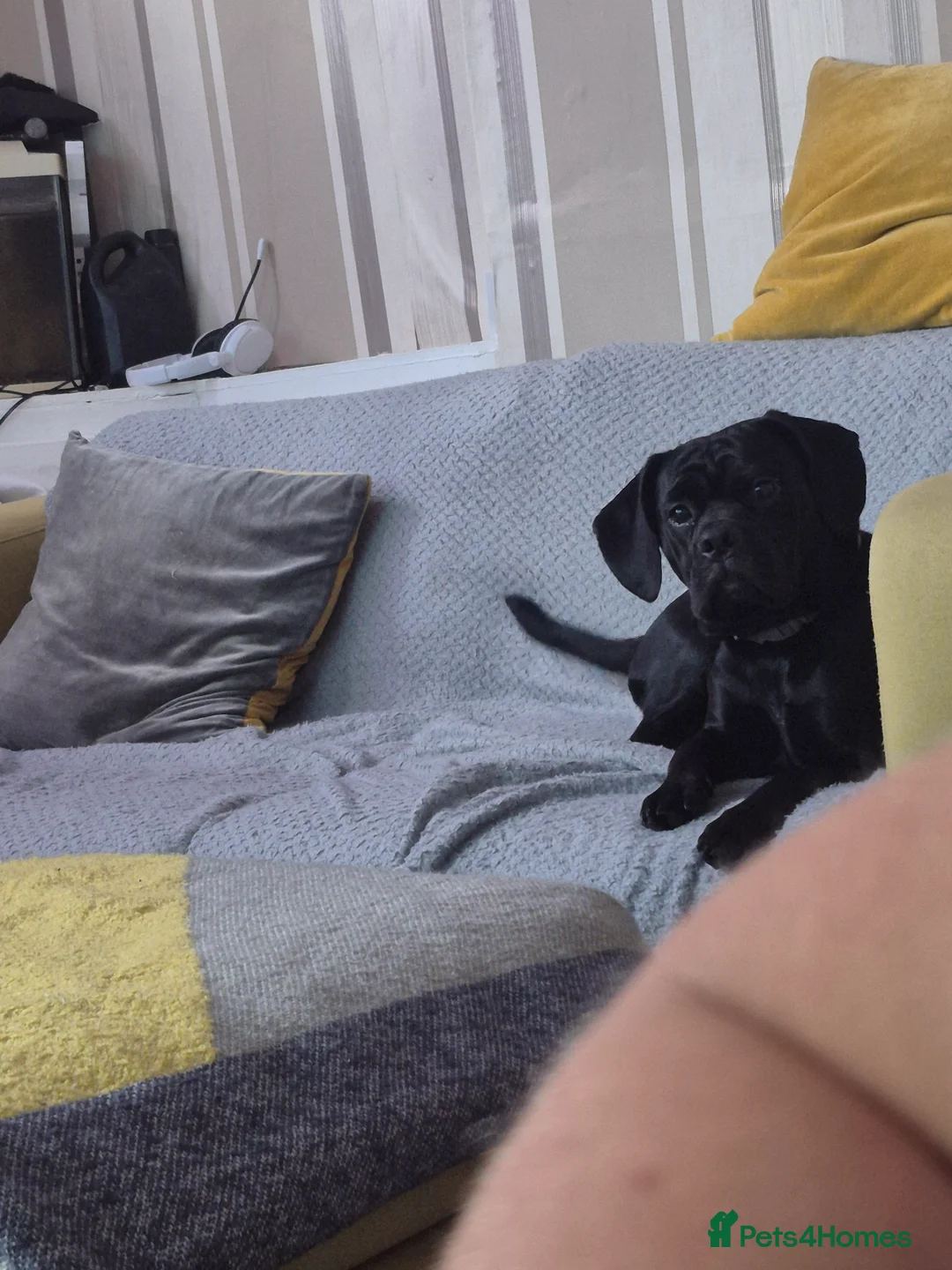 Cocker Spaniel dogs for sale: Oreo  - Advert 2