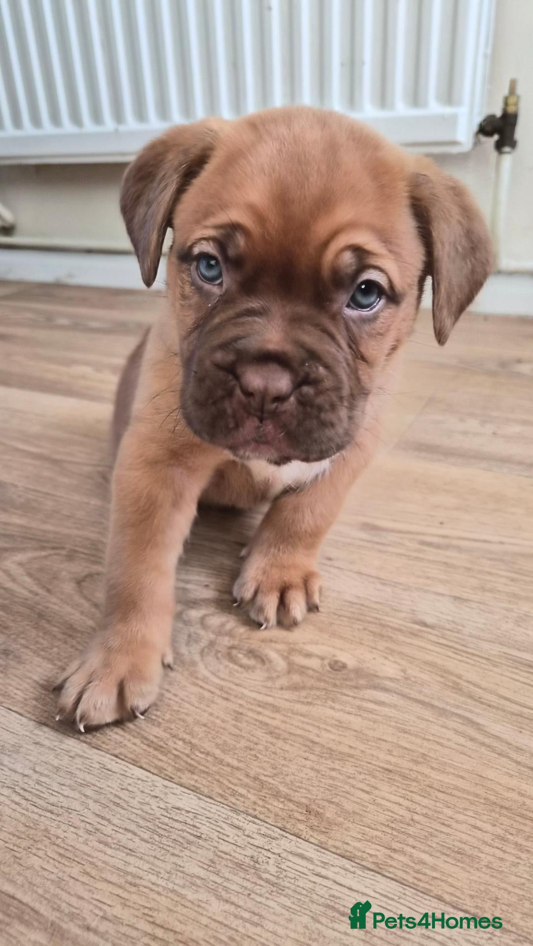 Dogue De Bordeaux dogs for sale: DOGUE DE BORDEAUX PUPPIES - Advert 9