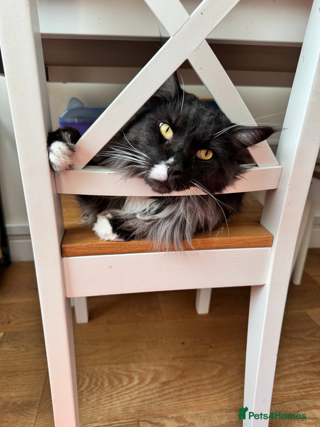 Maine Coon cats for sale: 2 year old gentle Maine Coon male - Image 2
