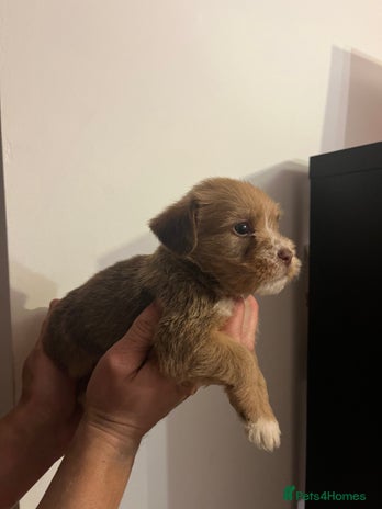 Jack Russell dogs - Advert 3