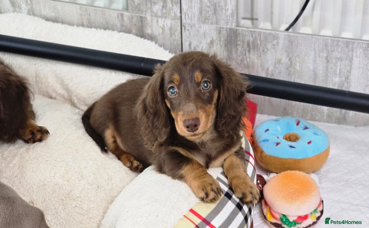 Miniature Dachshund dogs - Advert 1