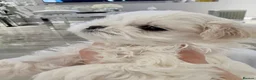 Maltese dogs for sale: 🩵Beautiful korean doll face puppies 🩷 - Advert 8