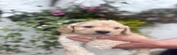 Cockapoo dogs for sale: Stunning F1 Cockapoos  - Advert 3
