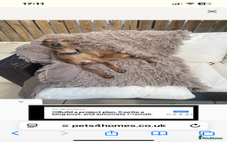 Italian Greyhound dogs for stud: Stud dog . Beautiful Italian greyhound  - Advert 9