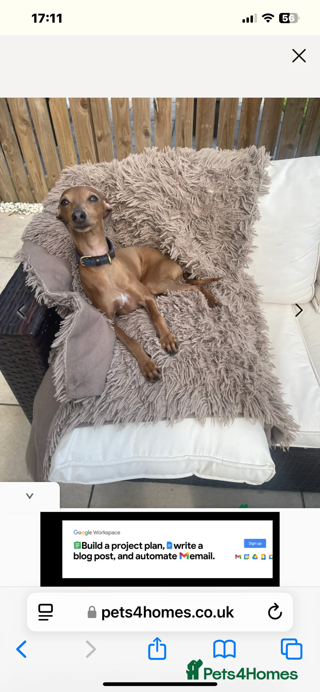 Italian Greyhound dogs for stud: PROVEN Stud dog . Beautiful Italian greyhound  - Advert 9