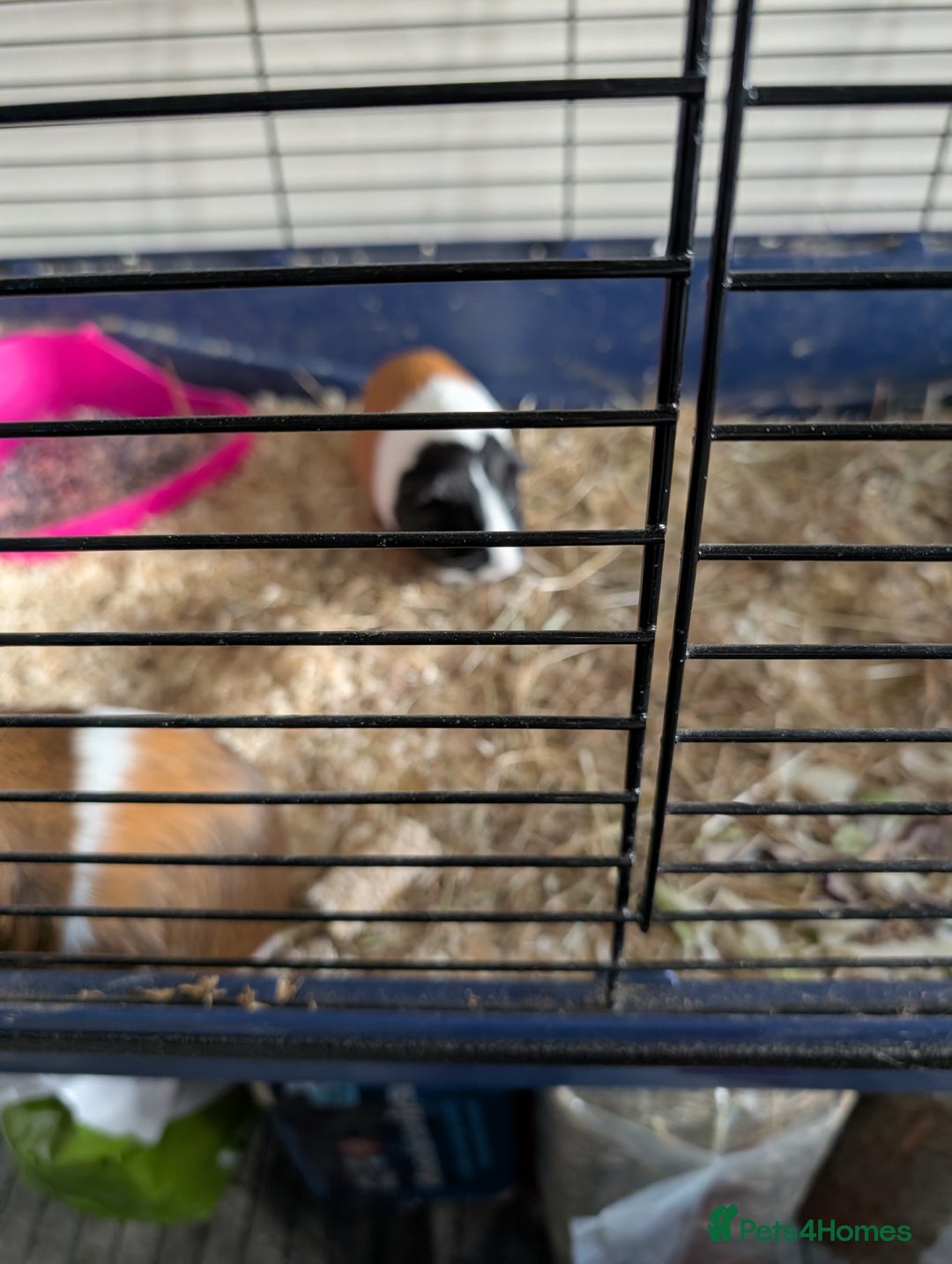 Mixed Breed rabbits for sale: 3 female guinea pigs for sale - Advert 3