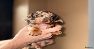 Miniature Dachshund dogs - Advert 12