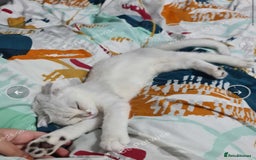 Scottish Fold cats for sale: Scotish fold male kitten - Image 3