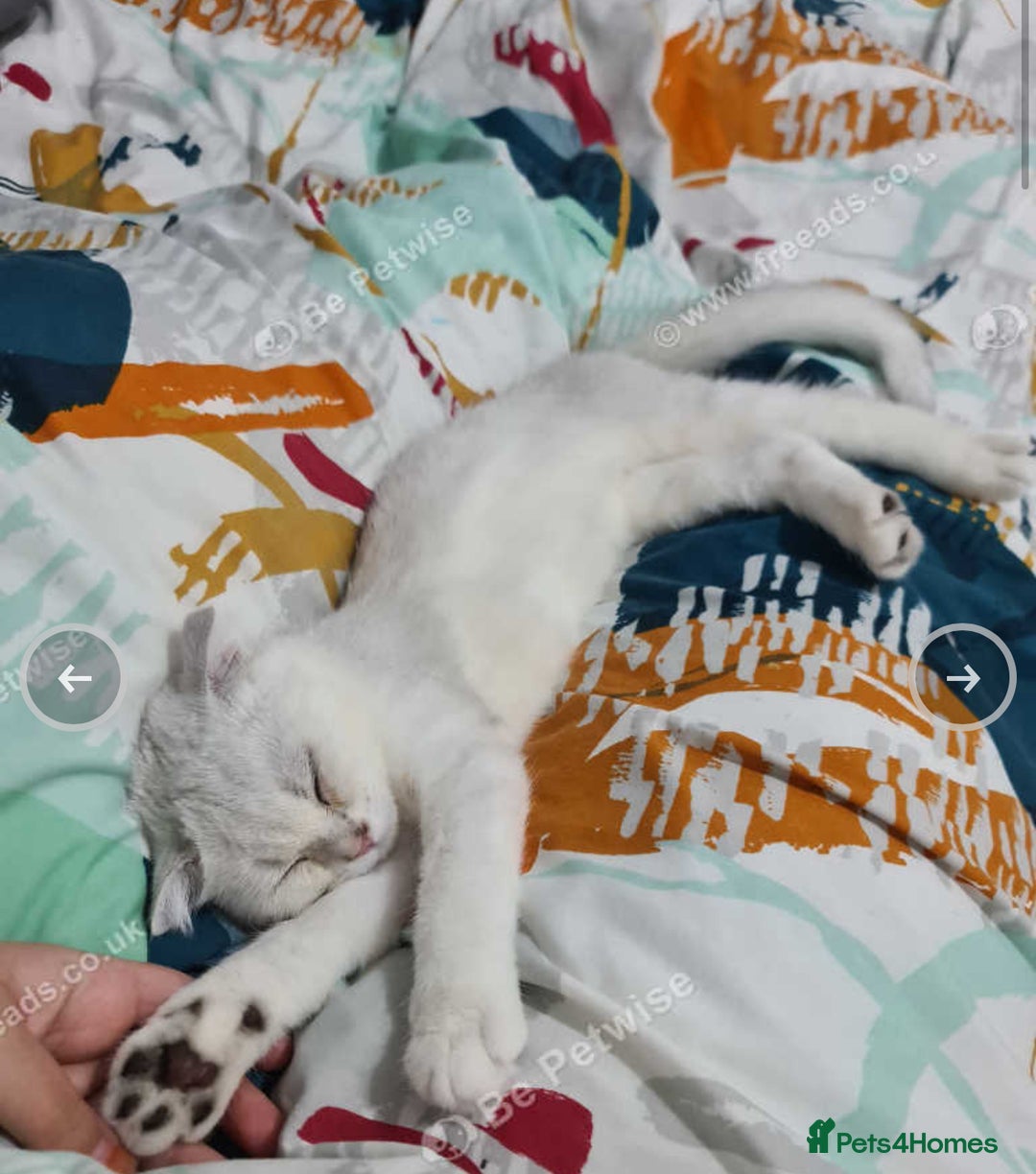 Scottish Fold cats for sale: Scotish fold male kitten - Image 3