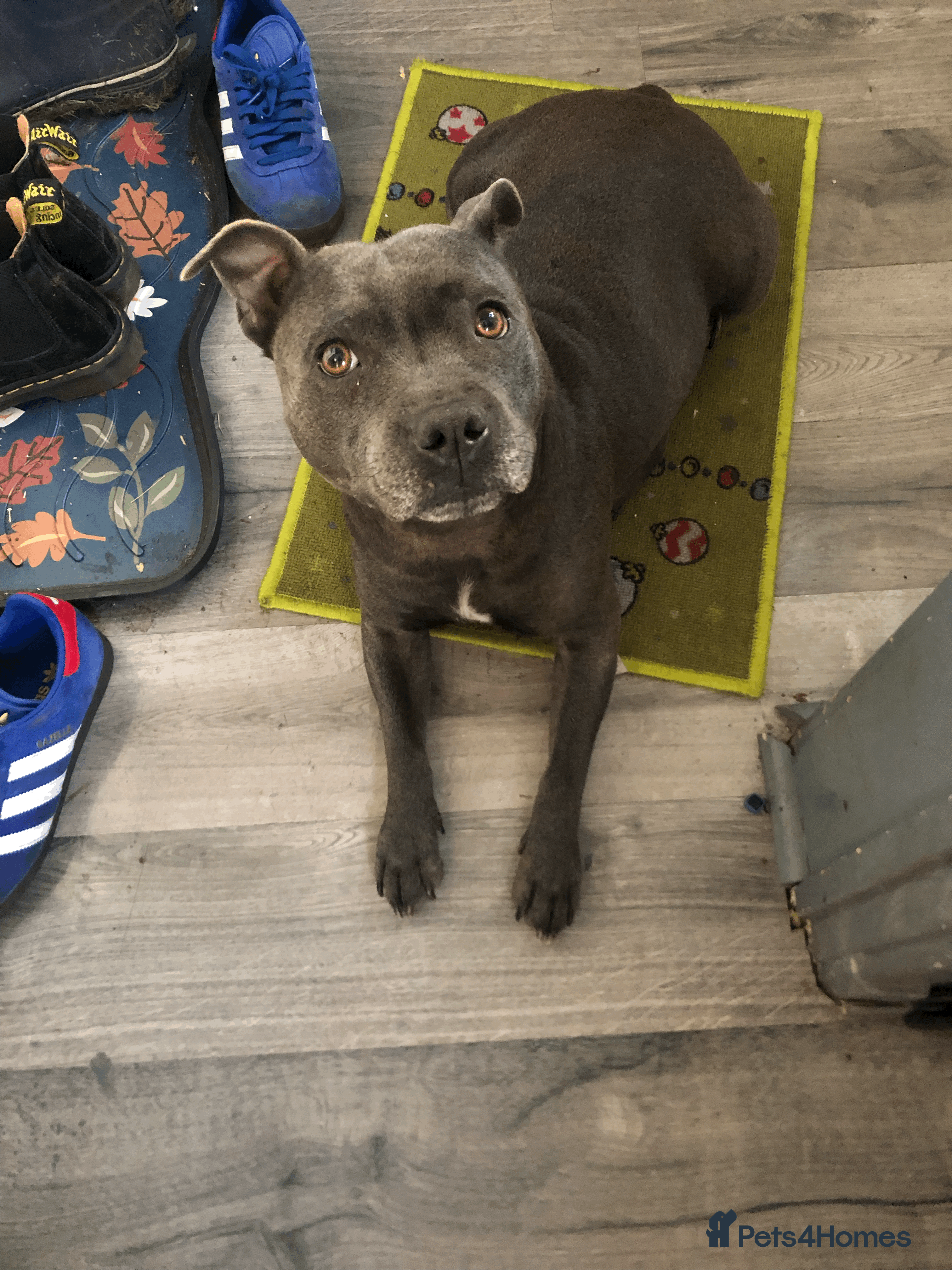 Staffordshire Bull Terrier dogs Blue Staffordshire Puppies - Advert 6