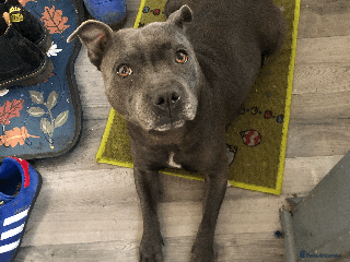 Staffordshire Bull Terrier dogs Blue Staffordshire Puppies - Advert 2