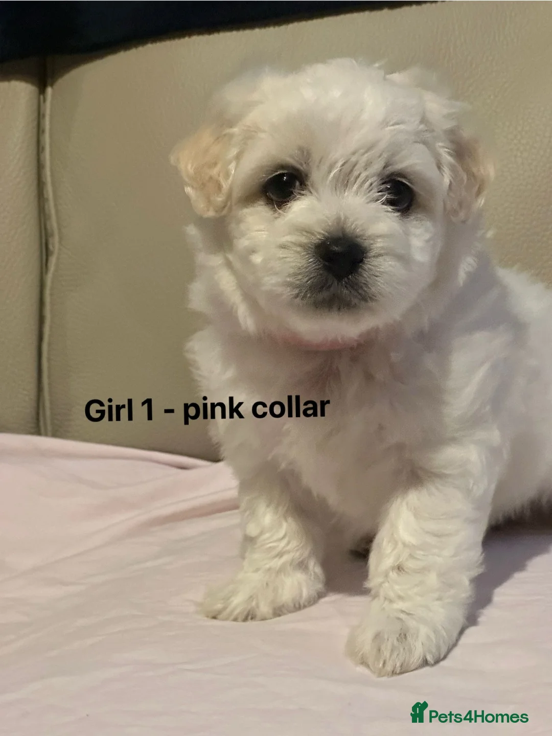 Maltese dogs for sale: Maltese puppies  - Advert 2