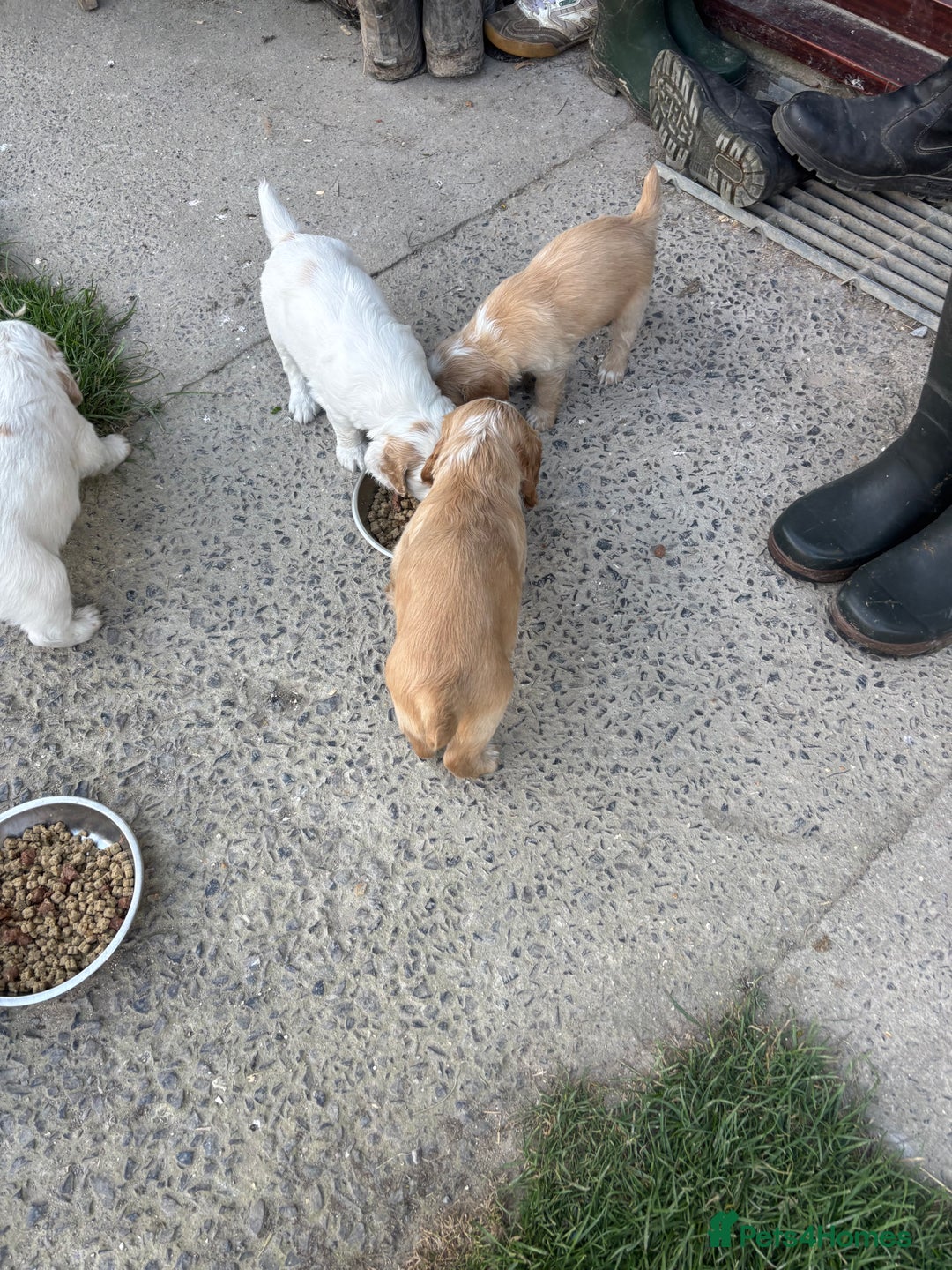 Mixed Breed dogs for sale: Clumber x Cocker Puppies  in Warminster - Image 17