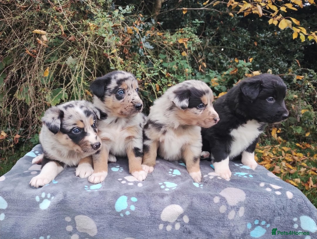 Border Collie dogs for sale: Border Collie Puppies Top Quality! - Image 17
