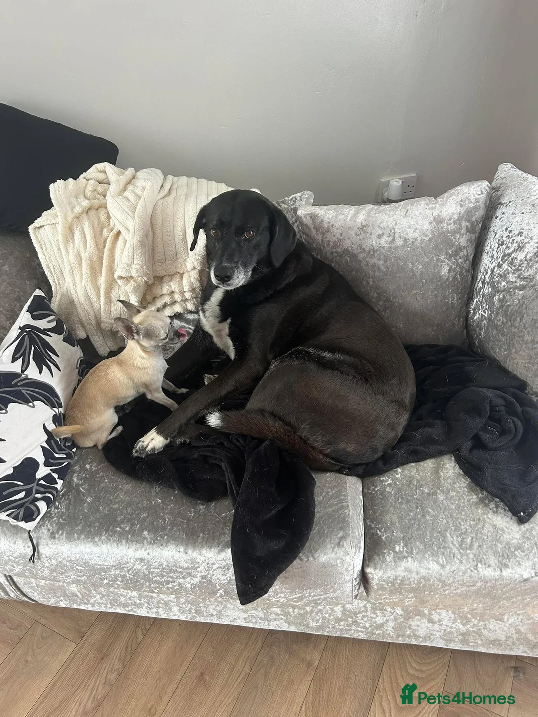 Mixed Breed dogs for adoption: Dilly is sadly looking for a new forever home in Hartlepool - Advert 2