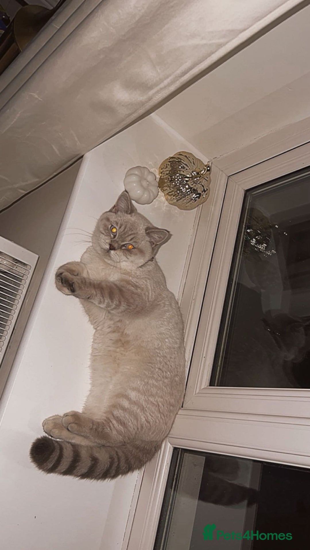 British Shorthair cats for sale: Lilac Point BSH Girl - Advert 3