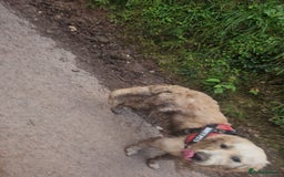 Golden Retriever dogs for sale: Mr charlie - Advert 5