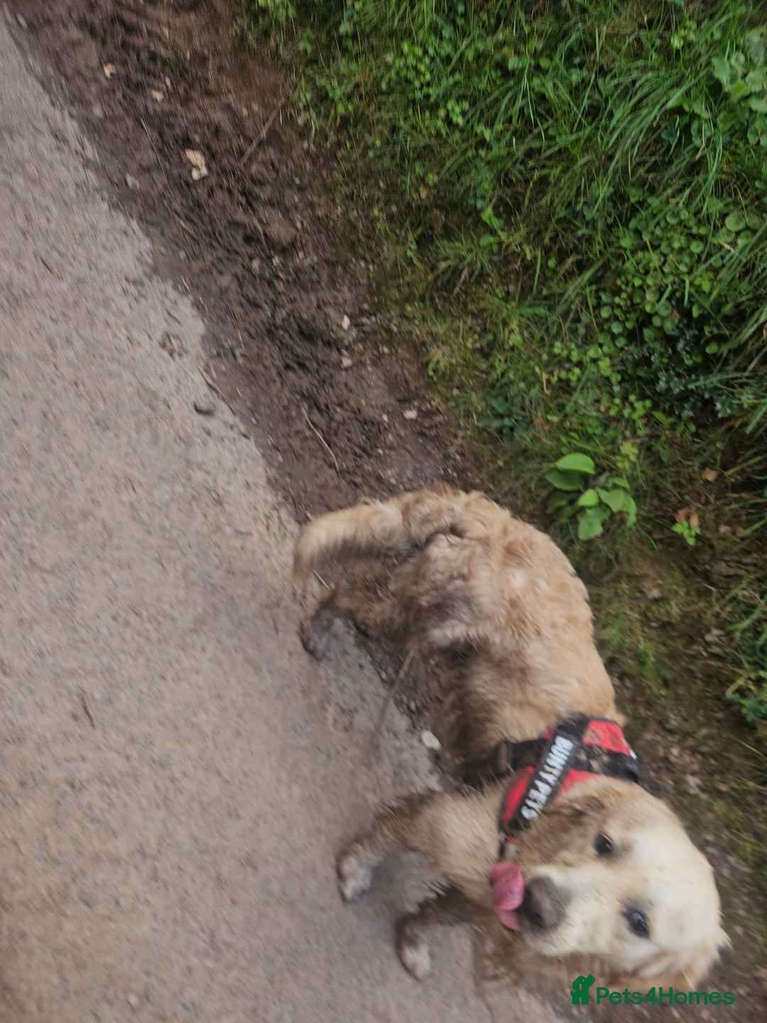 Golden Retriever dogs for sale: Mr charlie - Advert 5