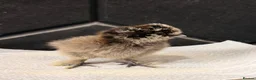 Chickens poultry for sale: Silkie chicks - Advert 2