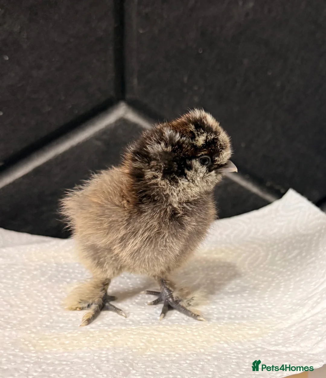 Chickens poultry for sale: Silkie chicks - Advert 2