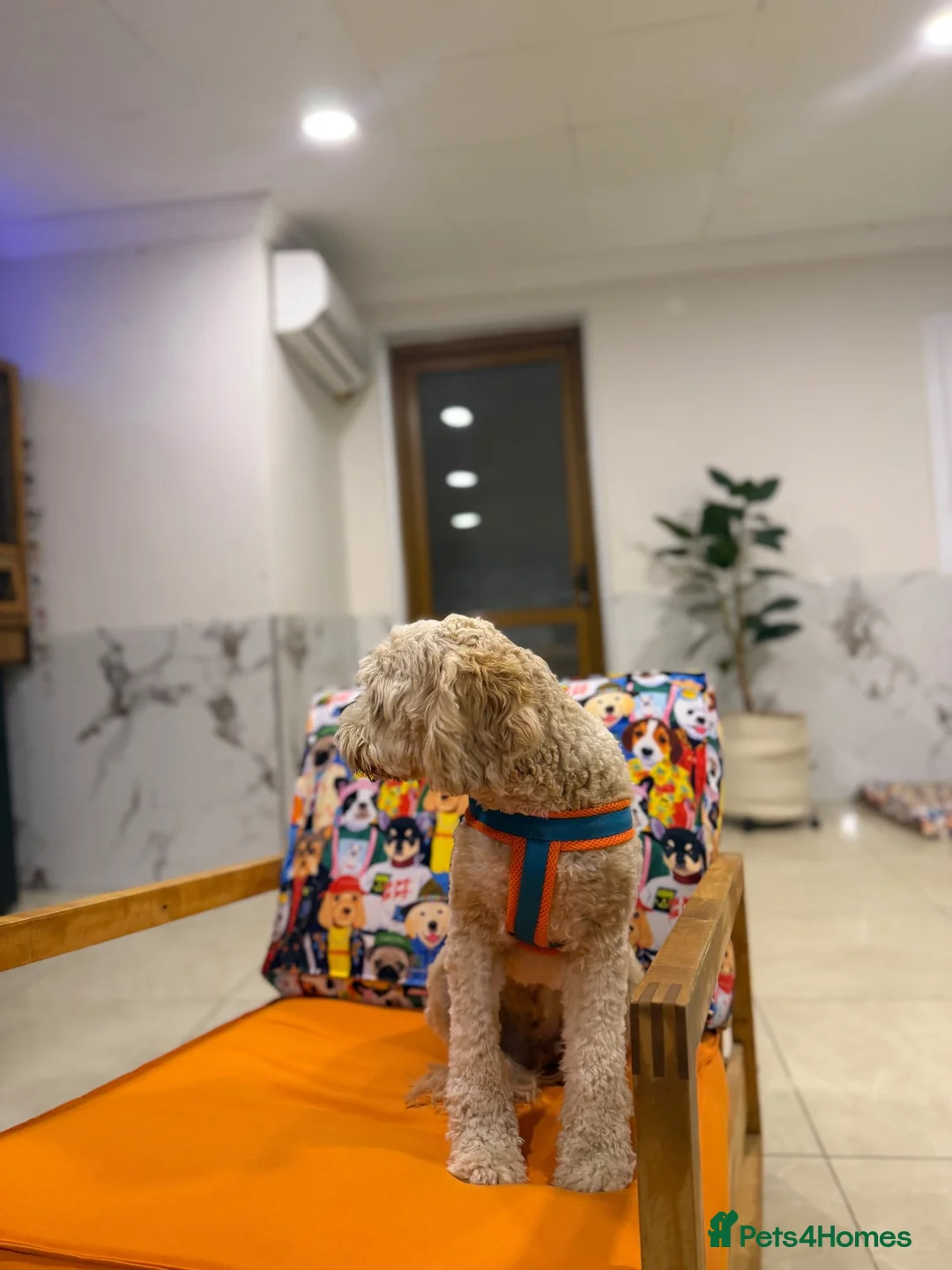 Poodle dogs for adoption: 🐾 ALEX – LOOKING FOR HIS FOREVER HOME 🐾 in London - Advert 2