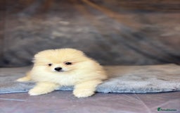 Pomeranian dogs for sale: Lovely little Poms available  - Image 8