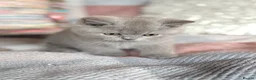 British Shorthair cats for sale: British Shorthair Boy - Advert 25