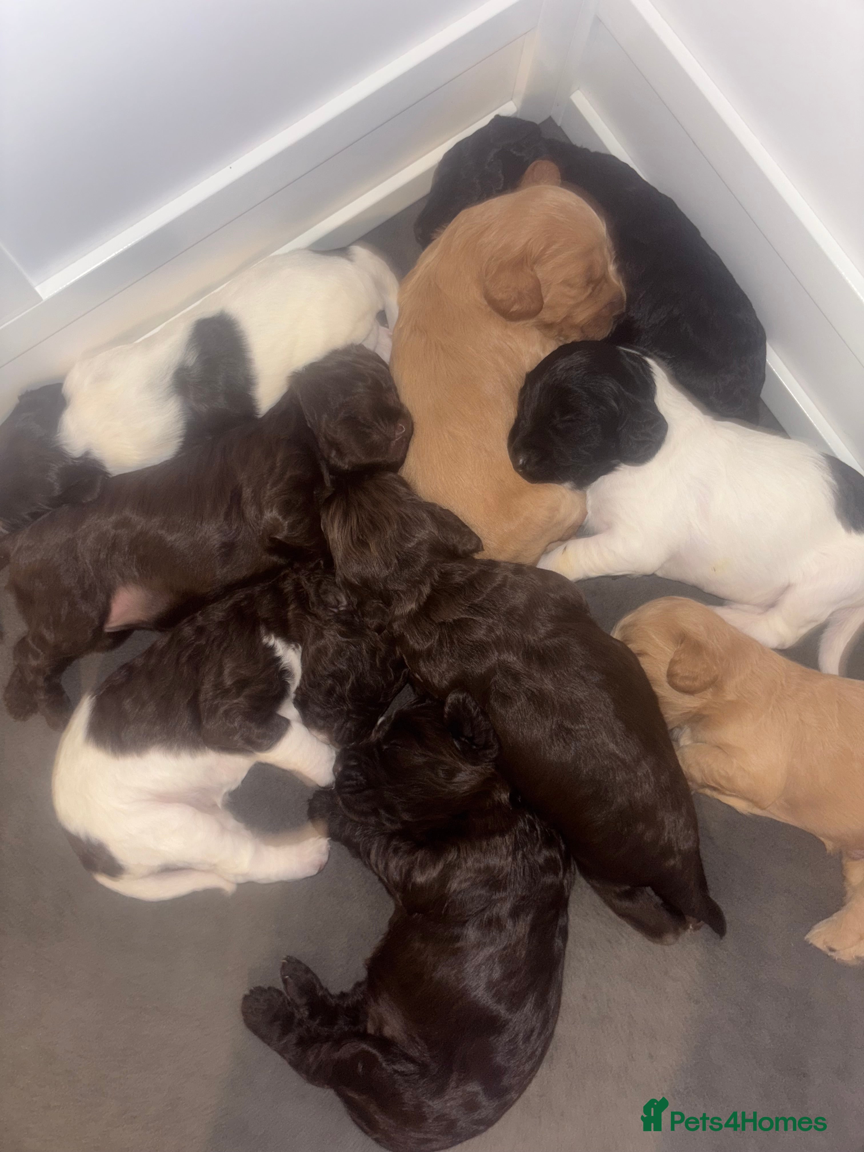 Cockapoo dogs Cockapoos puppies for sale *ready 19th feb* - Advert 1