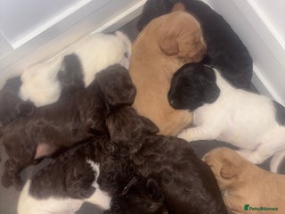Cockapoo dogs Cockapoos puppies for sale *ready 19th feb* - Advert 1