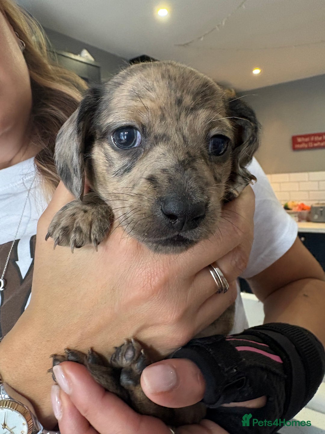 Miniature Dachshund dogs for sale: 5 Delicious Miniature Dachshund  - Image 3