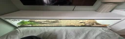 Bearded Dragon reptiles for sale: Bearded dragon with full set up  - Advert 8