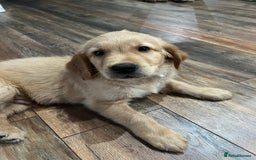 Golden Retriever dogs for sale: Golden retriever, puppies ready now - Image 2