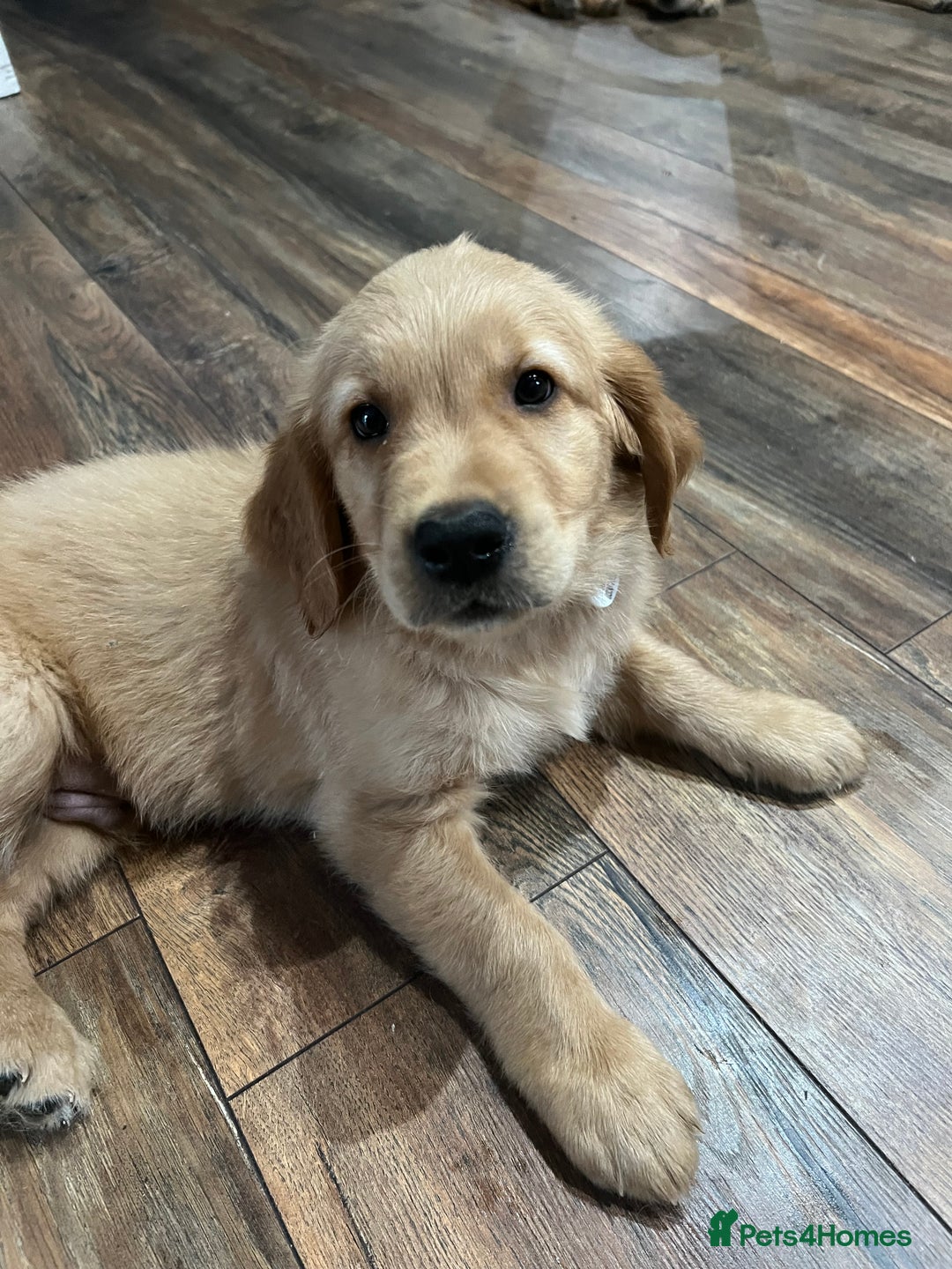 Golden Retriever dogs for sale: Golden retriever, puppies ready now - Image 2