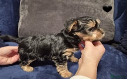 Yorkshire Terrier dogs for sale: Yorkshire terrier puppies (3 girls) - Image 33