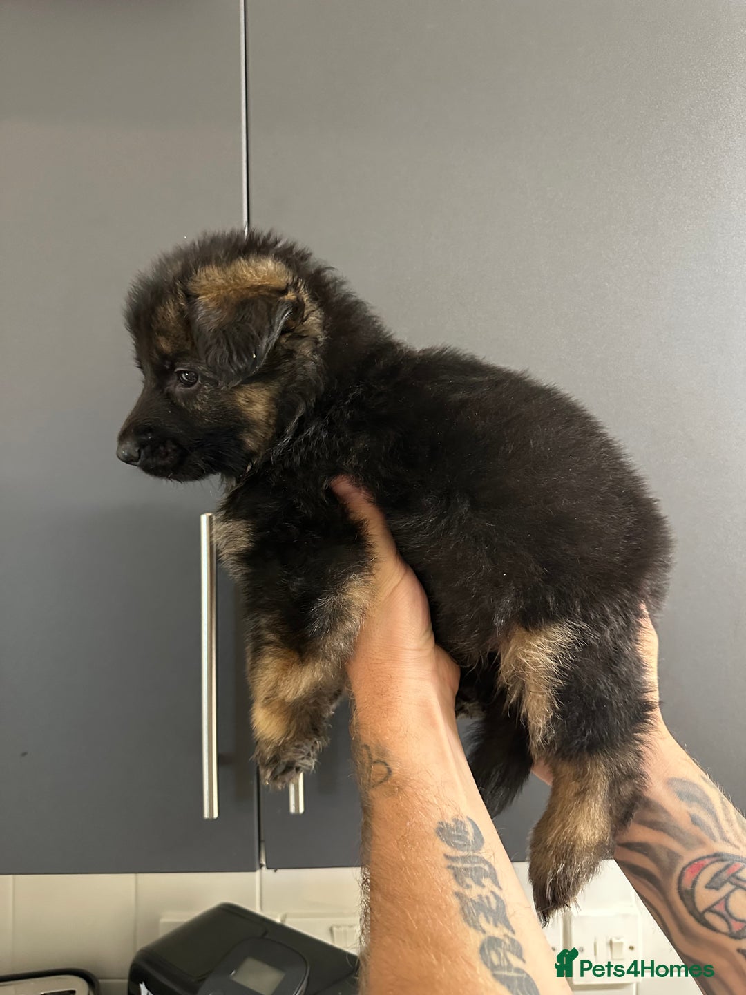 German Shepherd dogs for sale: German shepherd  - Image 35