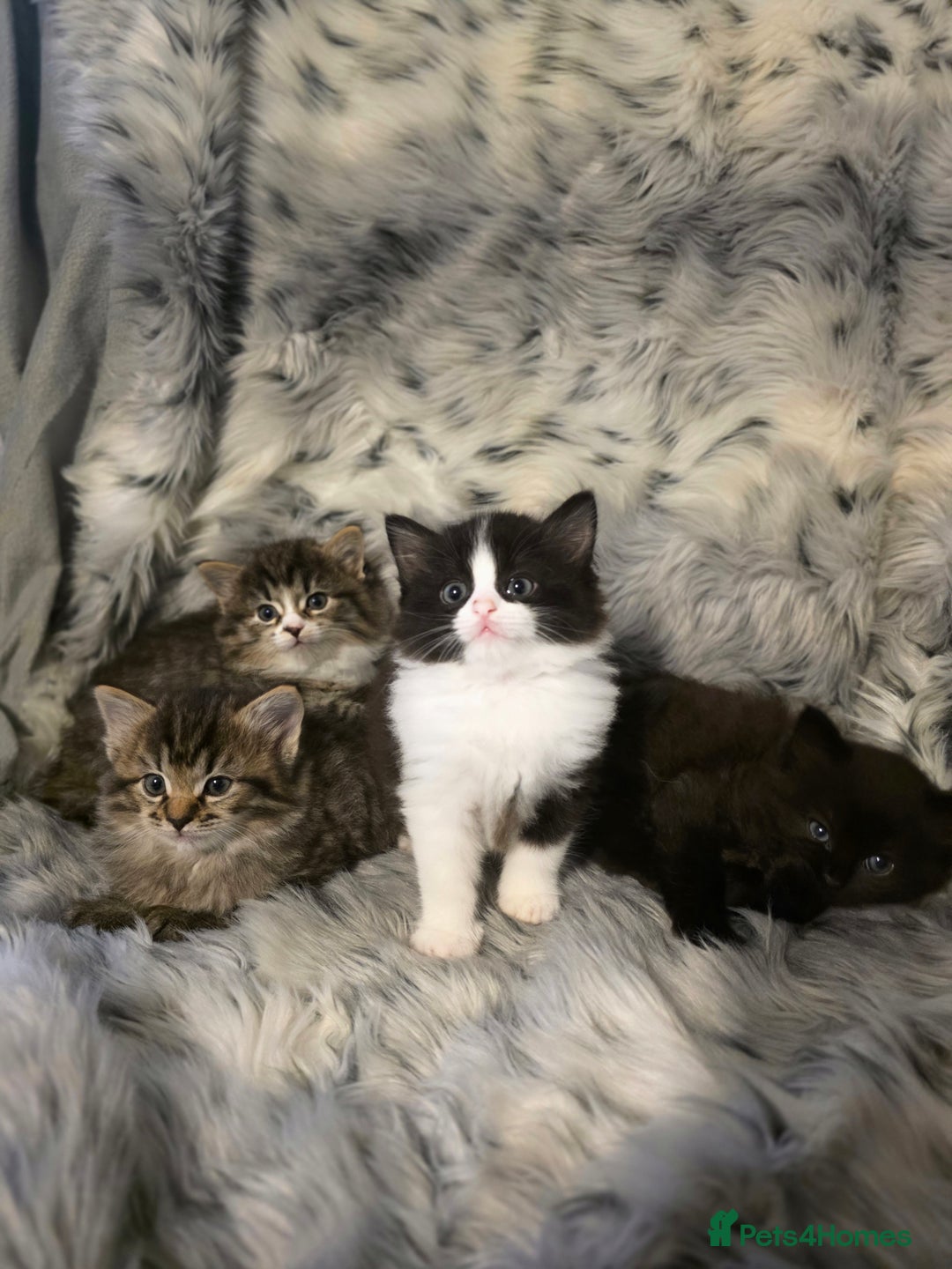 Ragdoll cats for sale: Beautiful Ragdoll x Norwegian forest cross kittens - Image 18
