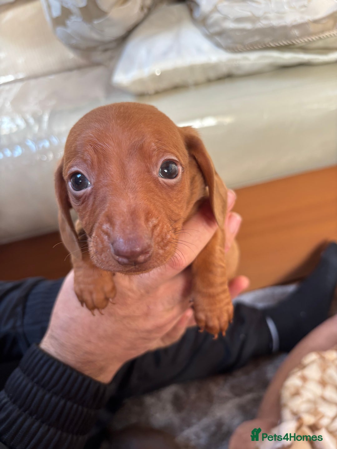 Dachshund dogs for sale: Dachshund puppies  - Advert 7
