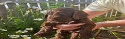Sproodle dogs for sale: Stunning Sproodles puppys for sale in Maybole - Advert 1