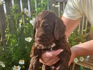 Sproodle dogs Stunning Sproodles puppys for sale - Advert 2