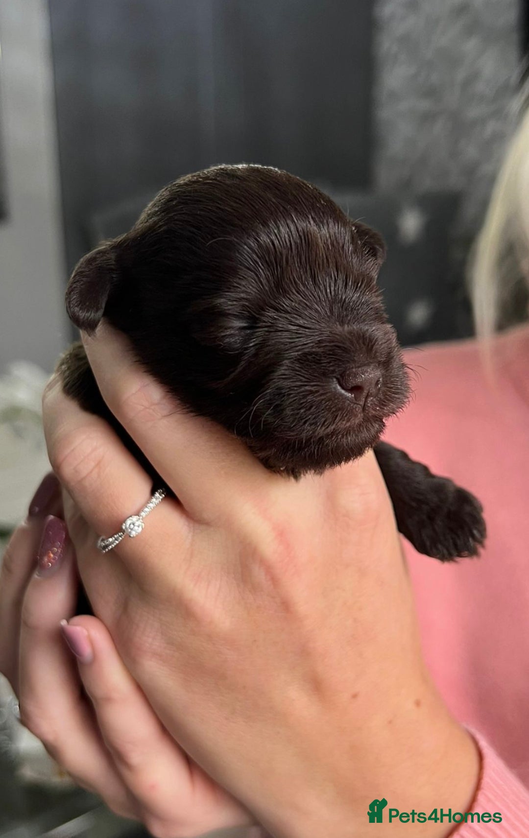 Miniature Schnauzer dogs for stud: KC REG Liver & Tan Miniature Schnauzer Stud - Image 5