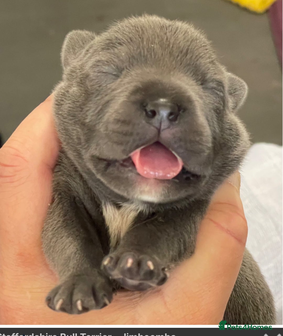 Staffordshire Bull Terrier dogs for sale: Worming Kc Reg %100Pure Staffy Puppies - Advert 5