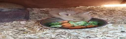 Mixed Breed rabbits for sale: Baby rabbits  - Advert 2