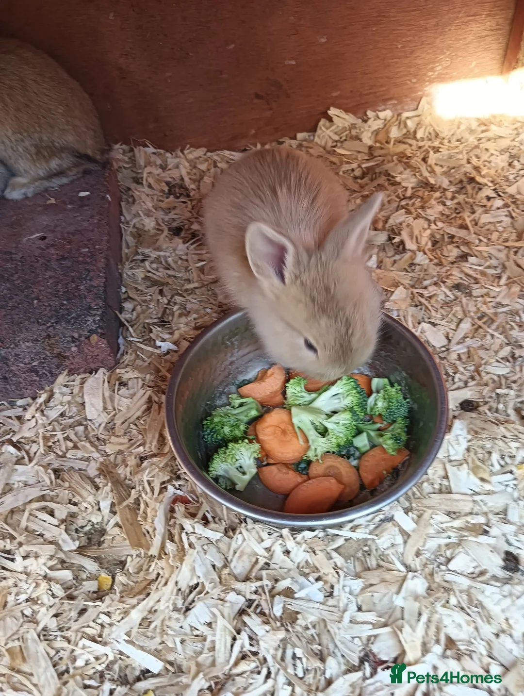 Mixed Breed rabbits for sale: Baby rabbits  - Advert 2