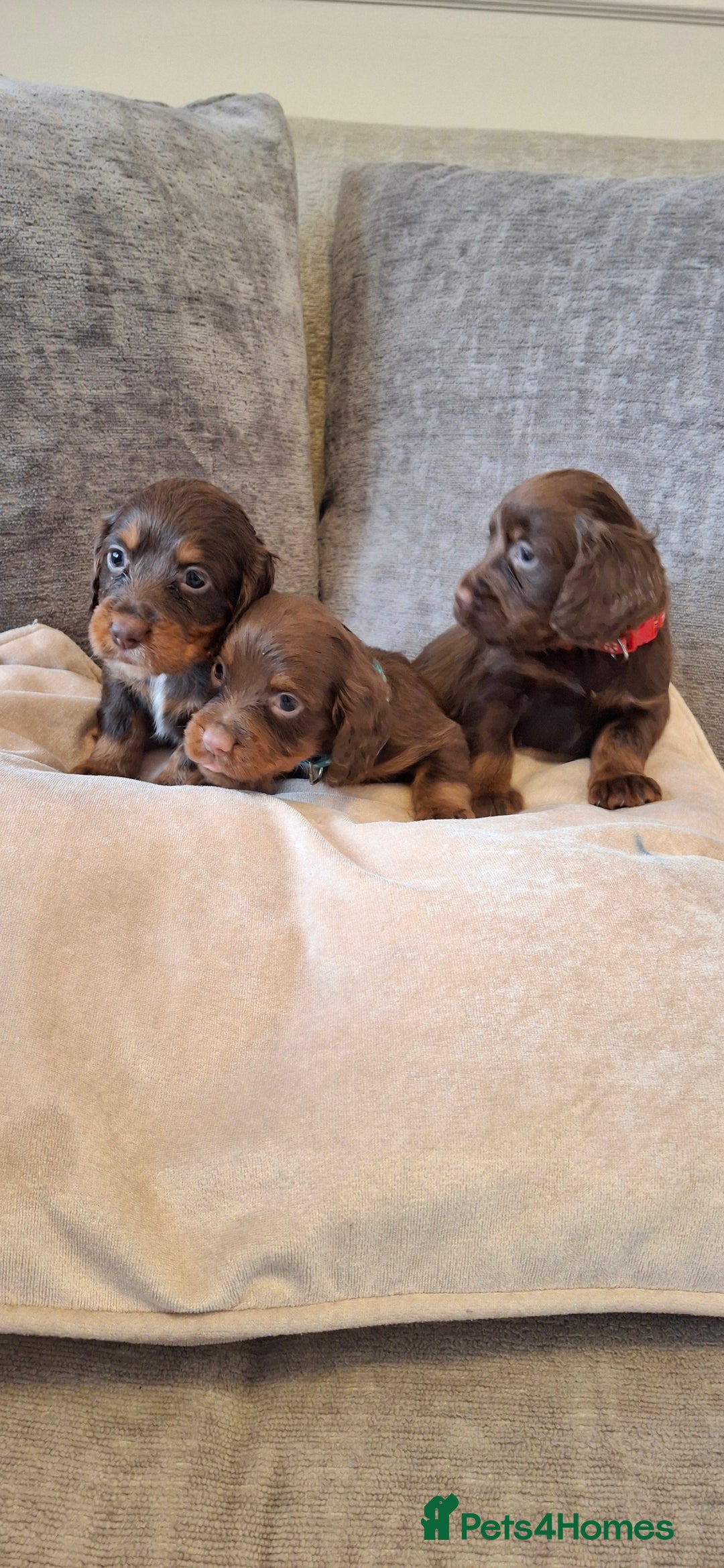 Cocker Spaniel dogs for sale: Kc reg working cocker spaniel puppies  - Advert 9
