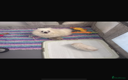 Pomeranian dogs for sale: Kc micro teddy bear pom  - Image 4